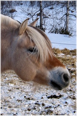 http://www.levajok.no/images/Amandus_1.jpg