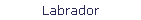 Labrador